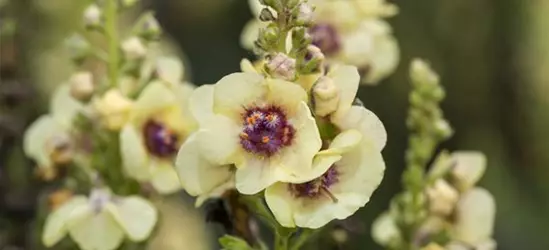 Verschiedene Stauden 3l Angebot