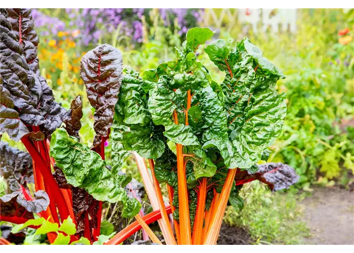 Gemüsedünger Gemüsedünger