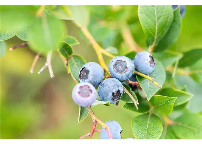 Beerendünger Beerendünger