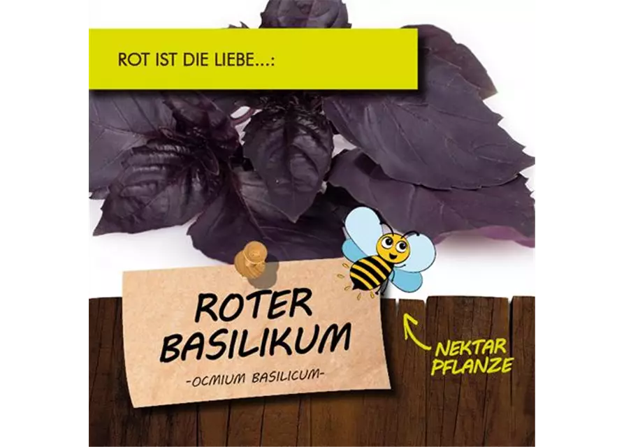 BIO Roter Basilikum