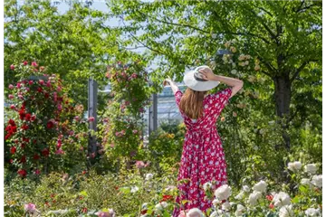 DER ROSENGARTEN - SCHLICHTE ELEGANZ UND TOLLE DüFTE
