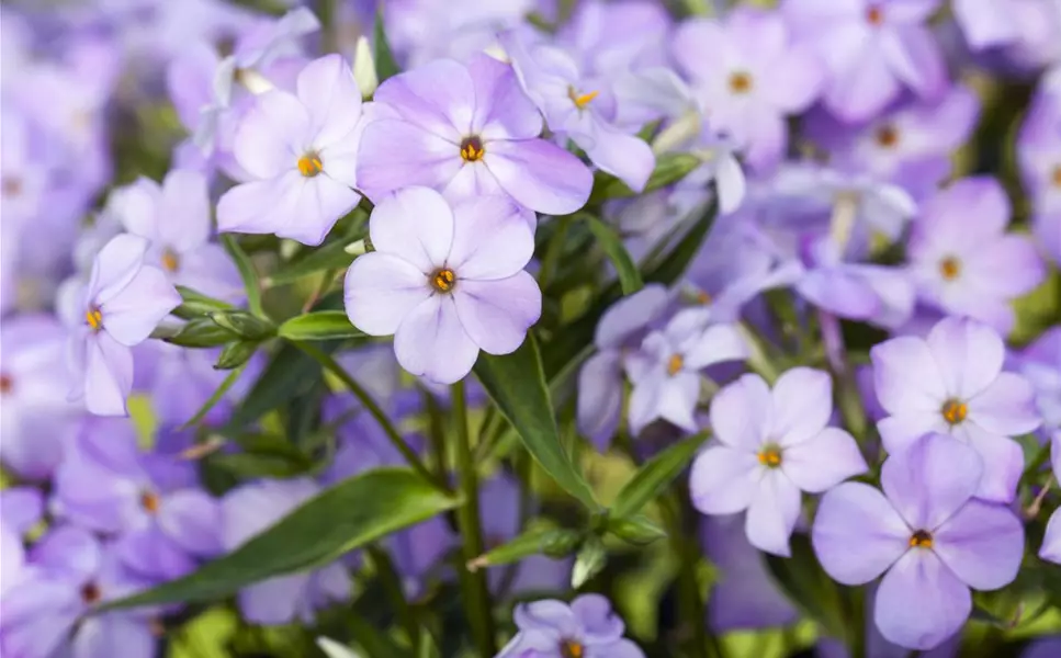 Kiefl's Top 3: - Stauden für den Halbschatten