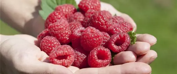 Beerenlust Beerenlust