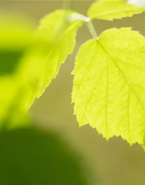 Rubus idaeus