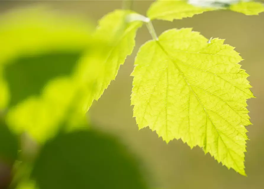 Rubus idaeus