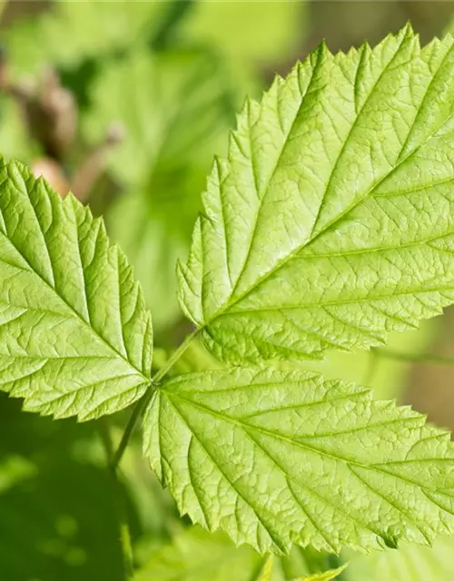 Rubus idaeus