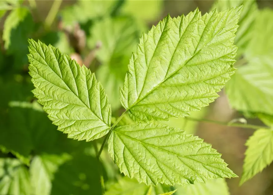 Rubus idaeus