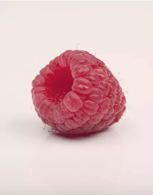 Rubus idaeus