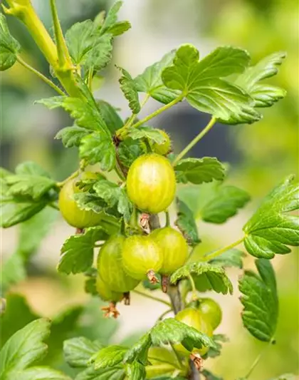 Stachelbeere 'Spinefree'