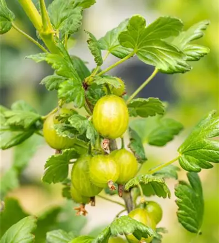 Stachelbeere 'Spinefree'