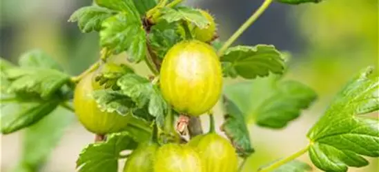 Stachelbeere 'Spinefree'