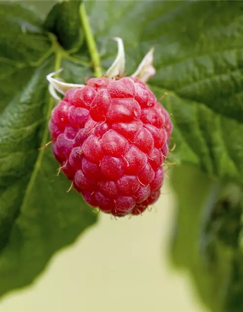 Zwerghimbeere Lowberry 'Little Sweet Sister'