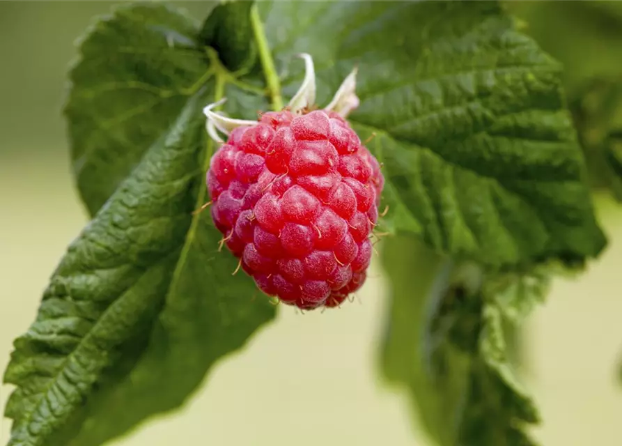Zwerghimbeere Lowberry 'Little Sweet Sister'