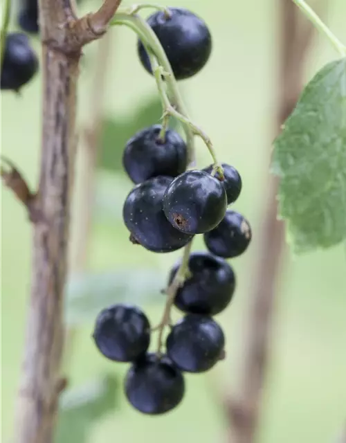 Schwarze Johannisbeere 'Little Black Sugar' für Balkon