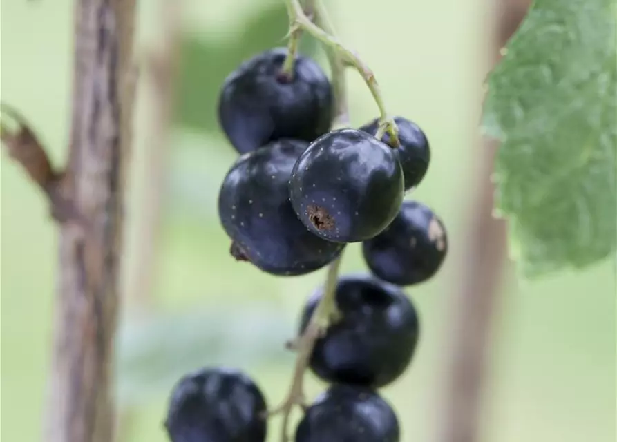 Schwarze Johannisbeere 'Little Black Sugar' für Balkon