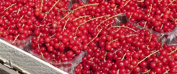 Beerenlust Beerenlust