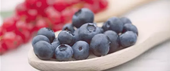 Beerenlust Beerenlust