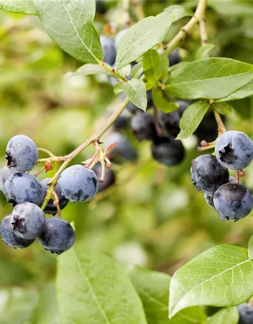 Vaccinium corymbosum