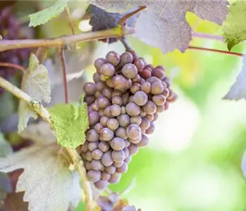 Warum Wein eigentlich aus Beeren gemacht wird