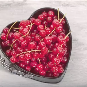 Beerensträucher – süße Leckereien Beerensträucher – süße Leckereien