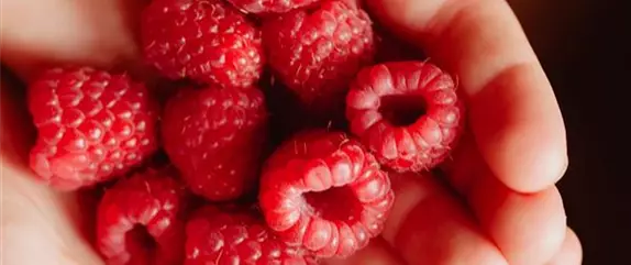 Beerensträucher – süße Leckereien Beerensträucher – süße Leckereien