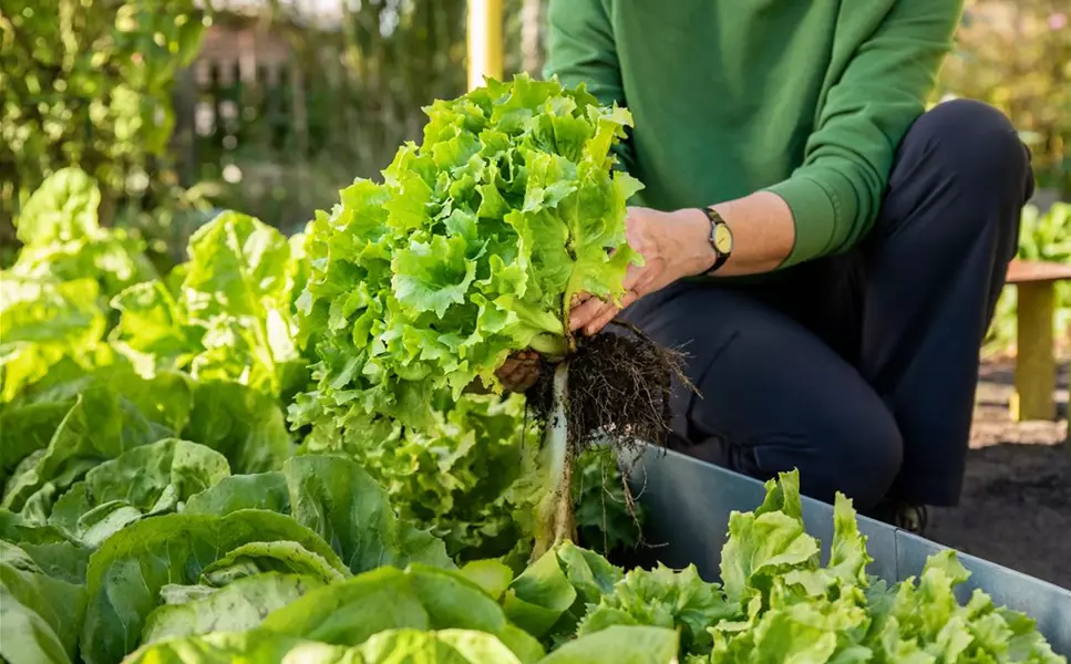 Biologischer Pflanzenschutz - Gemüse ohne Chemie