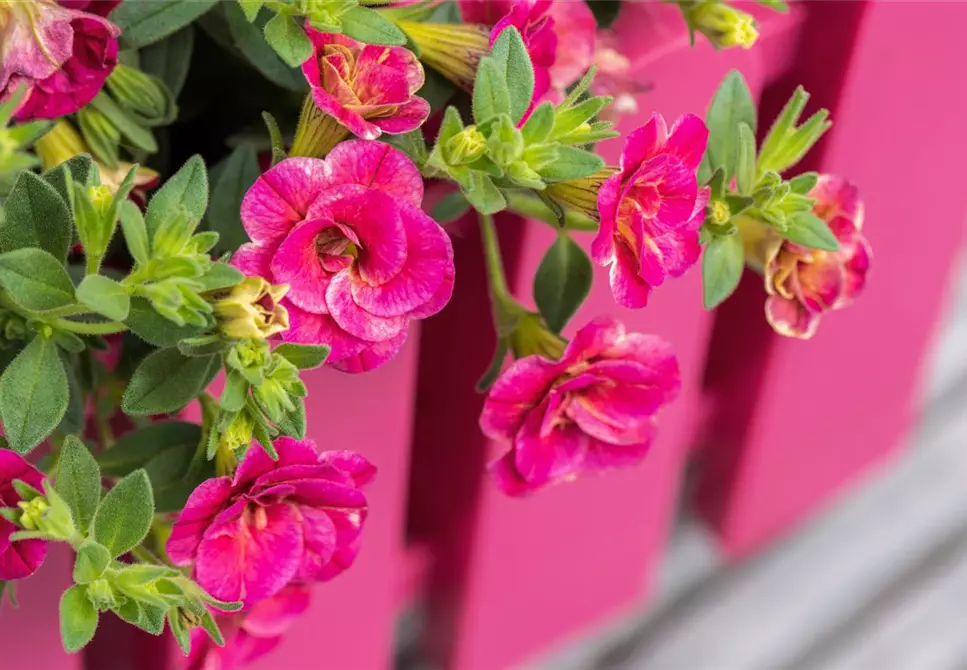 Biologischer Pflanzenschutz - Schädlinge auf dem Balkon bekämpfen