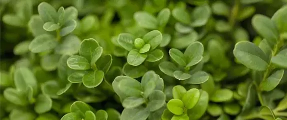 DIE TRADITION DER GRABBEPFLANZUNG DIE TRADITION DER GRABBEPFLANZUNG