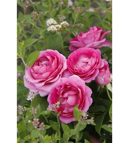 Edelrose 'Augusta Luise'