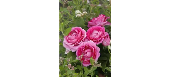 Edelrose 'Augusta Luise'