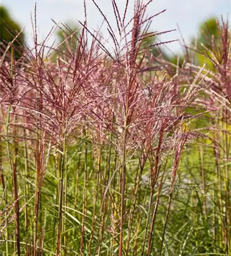 Chinaschilf 'Red Chief', 5 Liter Topf
