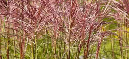 Chinaschilf 'Red Chief', 5 Liter Topf