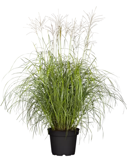 Garten-Chinaschilf 'Hermann Müssel'