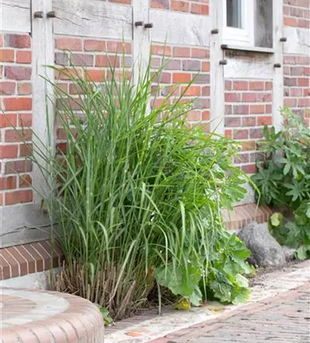 Garten-Chinaschilf 'Little Zebra®'