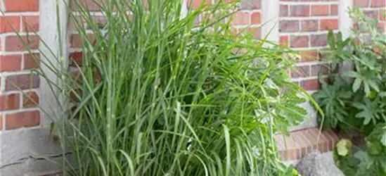 Garten-Chinaschilf 'Little Zebra®'