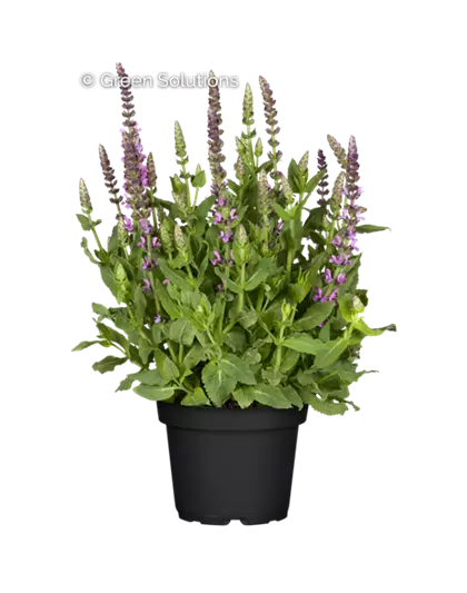 Garten-Blüten-Salbei 'Sensation Deep Rose'®