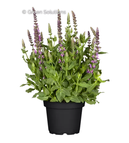 Garten-Blüten-Salbei 'Sensation Deep Rose'®