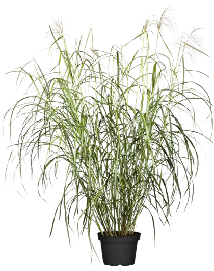Garten-Chinaschilf 'Silberfeder'