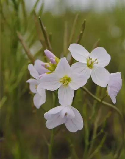 Cardamine pratensis