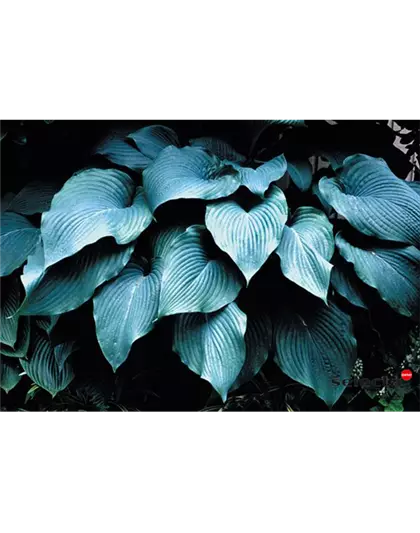 Funkie 'Blue Angel'