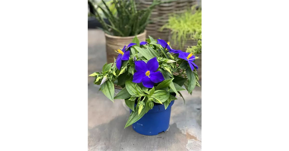 Blaues Lieschen 'Kandy', Exacum 'Kandy'