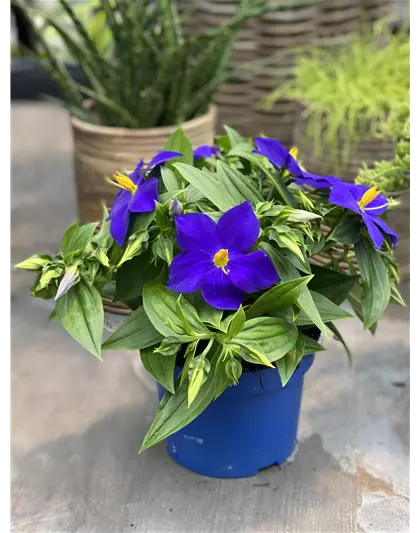Blaues Lieschen 'Kandy'