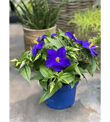 Blaues Lieschen 'Kandy'