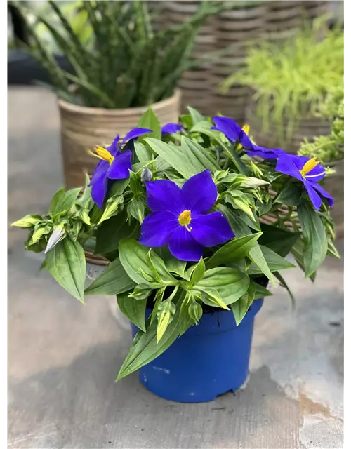 Exacum Blaues Lieschen Kandy