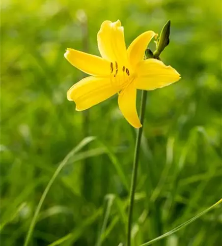 Kleine Taglilie