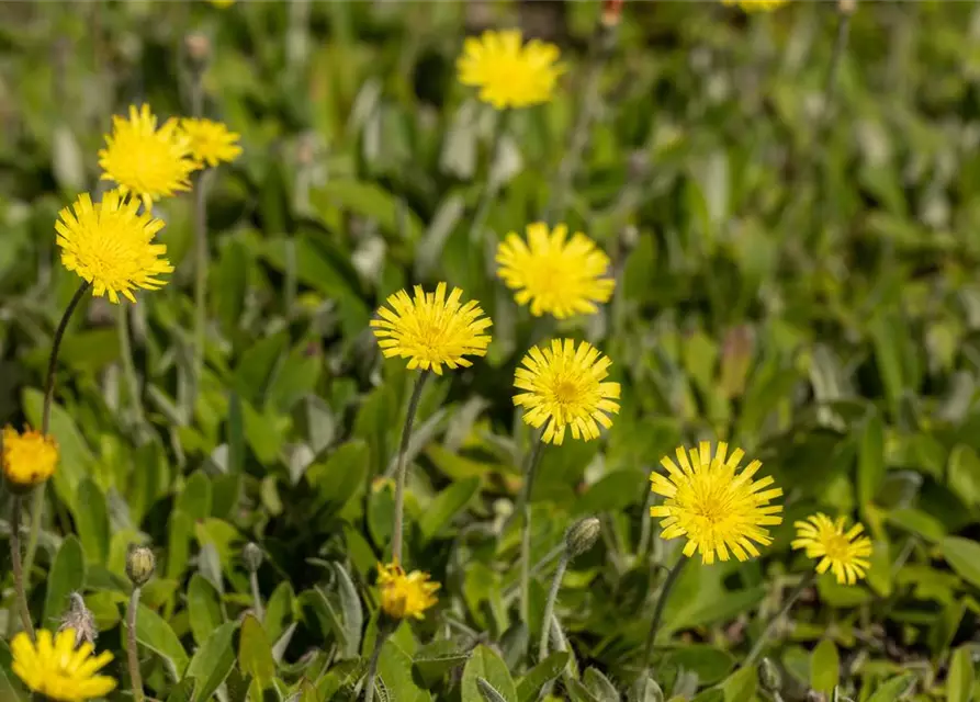 Hieracium pilosella