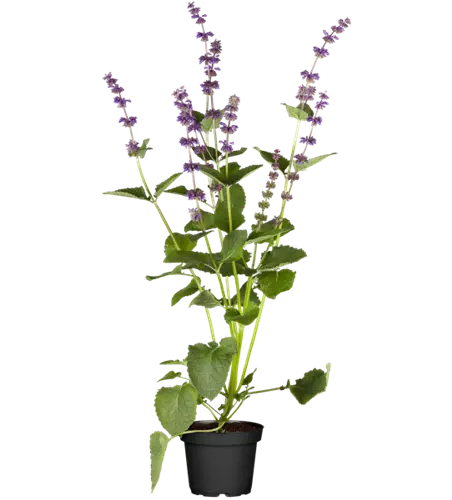 Quirlblütiger Garten-Salbei 'Endless Love'®