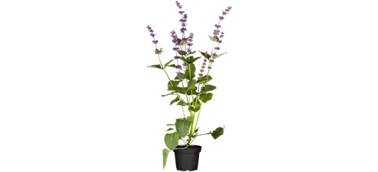 Quirlblütiger Garten-Salbei 'Endless Love'®