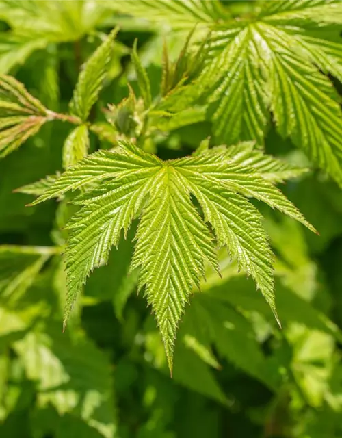 Rotblühendes Garten-Mädesüß 'Elegans'