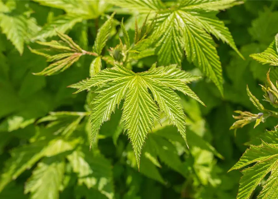 Rotblühendes Garten-Mädesüß 'Elegans'